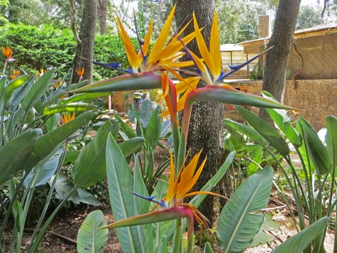 Botanical Garden in Lisbon Portugal